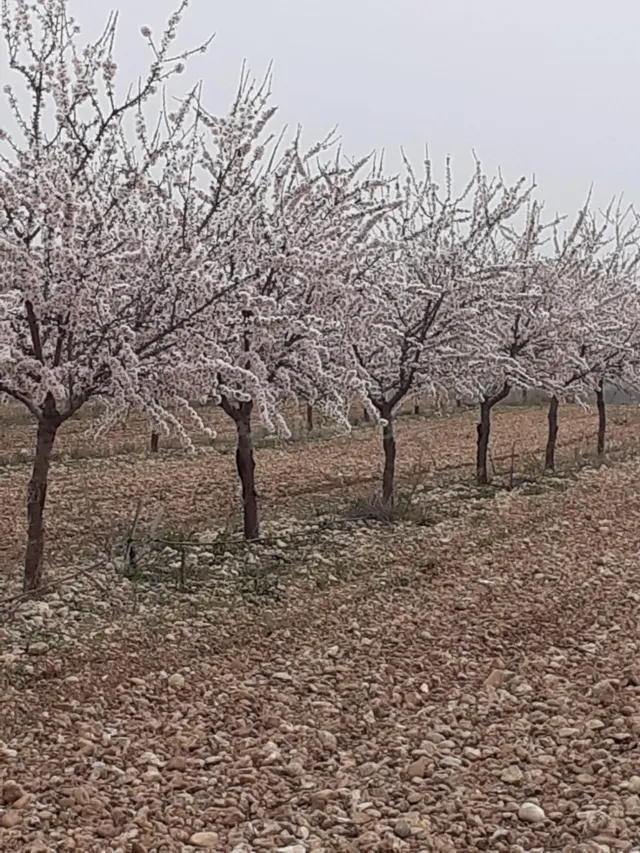 Finca Rústica Productiva con Pozo Legal y Placas Solares – N - foto 3
