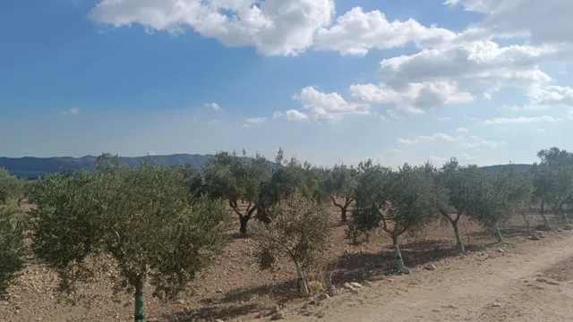 Terreno en Salinas para proyecto único - Comunidad Valenciana — 6