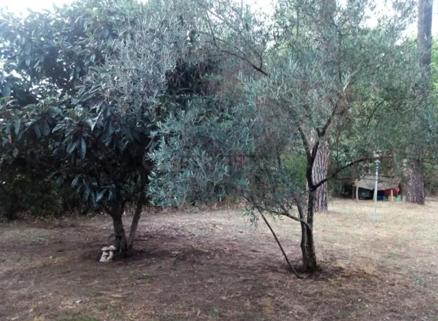Parcela totalmente plana - foto 4