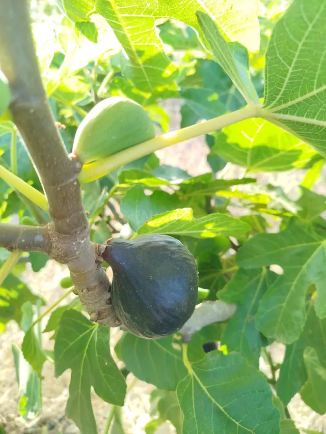 FINCA EN REGADIO DE HIGUERAS EN ECÓLOGICO, - foto 3