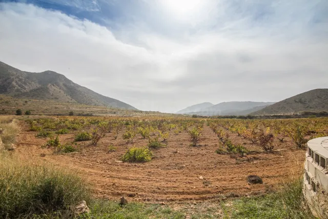TERRENO DE CULTIVO DE VIÑAS EN VENTA EN ALGUEÑA - foto 4