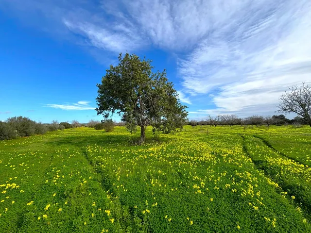 Oportunidad única en el corazón del sur de Mallorca – Finca  - foto 2