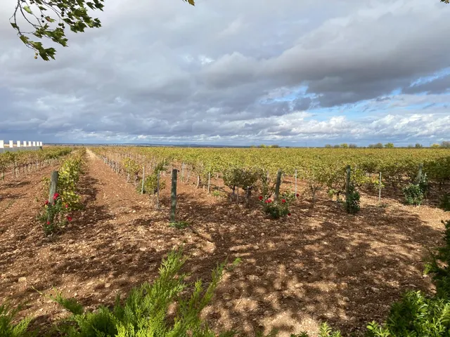 Exclusiva Bodega con Viñedos, Restaurante y Espacios para Eventos en Albacete — 2