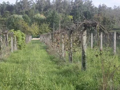 TERRENO EDIFICABLE EN VEDRA — 5