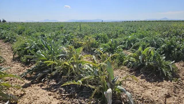 Se vende suelo agrícola en Corvera – más de 20.000 m2 — 3