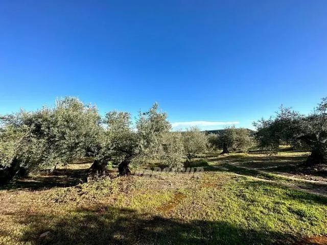 ADAMUZ - FINCA AGRICOLA DE 6 Has. CON CASA. — 14