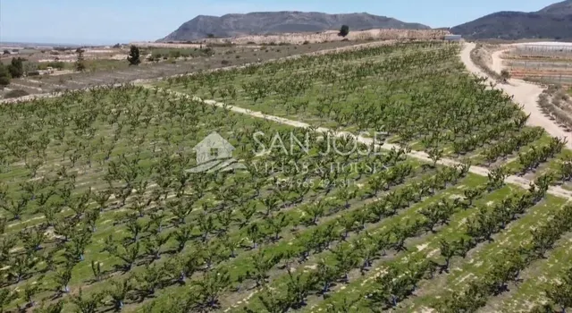 SE VENDE ARBOLES FRUTALES DE CEREZAS EN PLENA PRODUCIÓN — 3