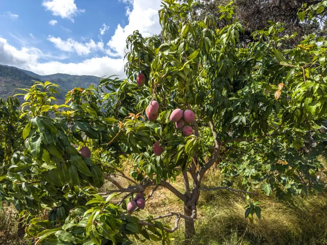 Finca rústica de AGUACATES con CONTRUCCIÓN de 37 m2 en Los Guájares (Faragüit) — 44