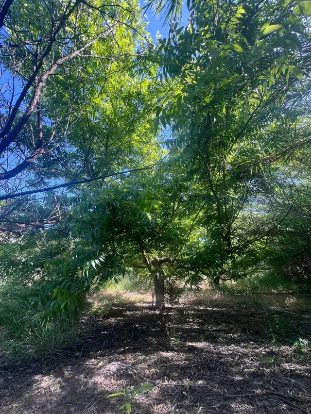 Fincas rústicas con nogales pecanos en Alhaurín el Grande — 9