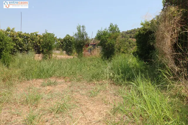 TERRENO DE 2 HANEGADAS ENTRE PETRES Y ALBALAT TARONGERS — 13