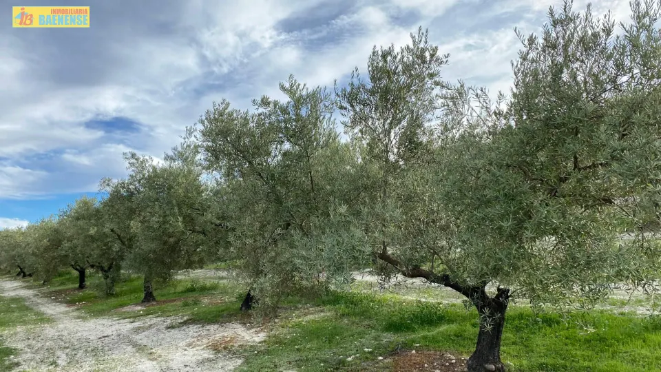 Olivar intensivo cerca de Baena