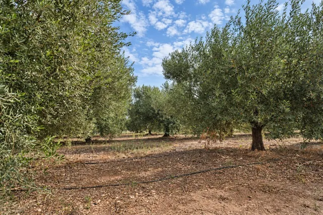 Prat en Las Casas de Alcanar — 16