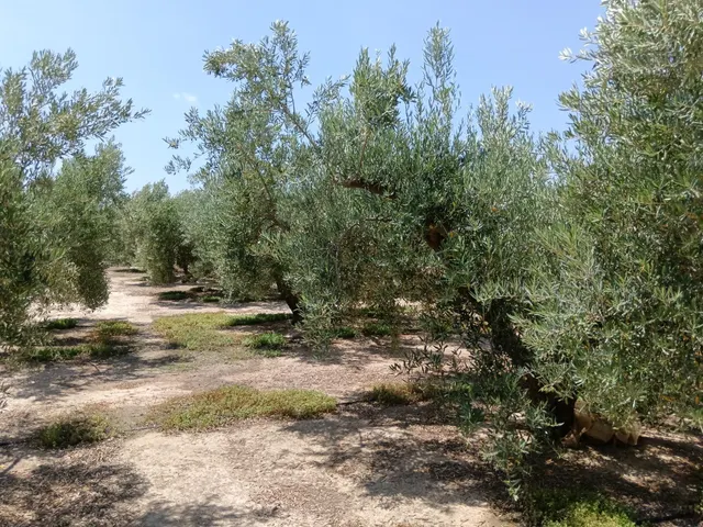 Se vende finca en Huércal-Overa, El Saltador!!!! - foto 2