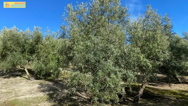Olivar en muy buena ubicación — 2