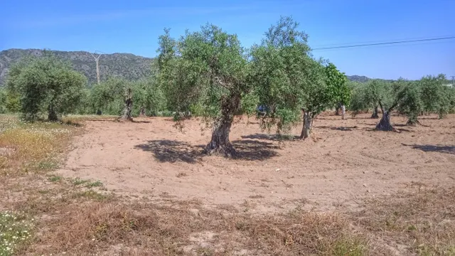 Parcela de 1 hectarea con chalet nuevo de 150 m2 en Arroyomo - foto 4