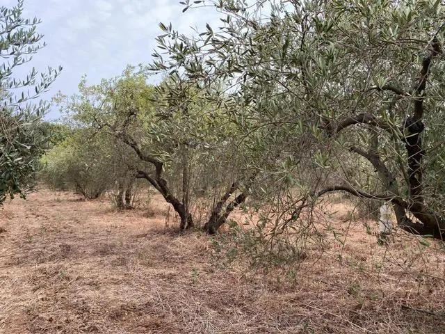 Oportunidad de Inversión! Terreno Rústico Agrario se vende en Carretera de Pino Montano. — 6