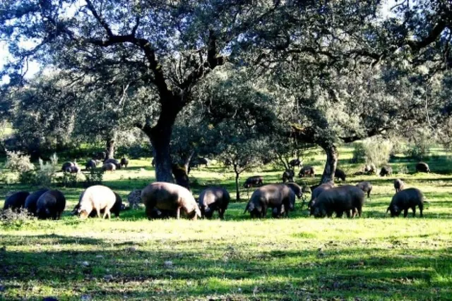 CASA DE PUEBLO EN PARQUE NATURAL — 32