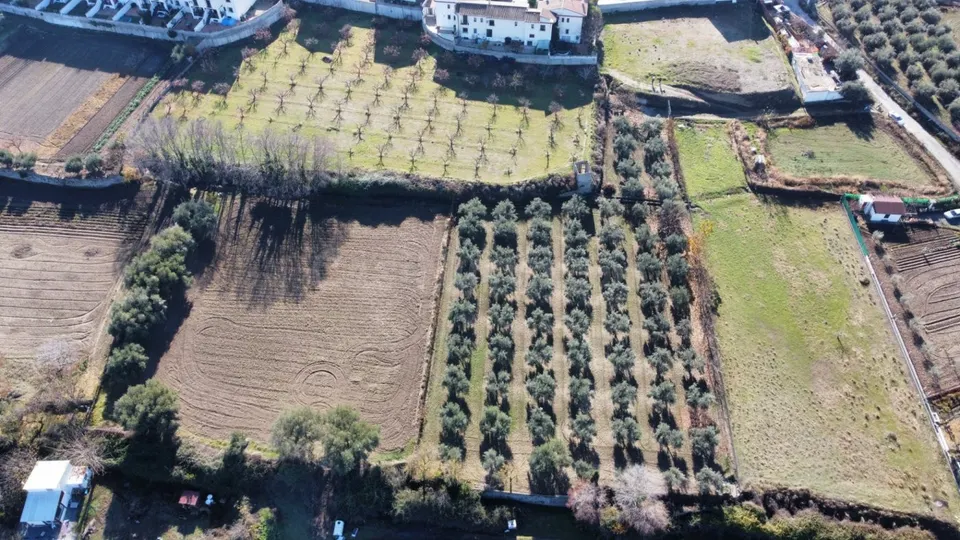 OLIVAR EN LA ZUBIA DE 3.597 M2