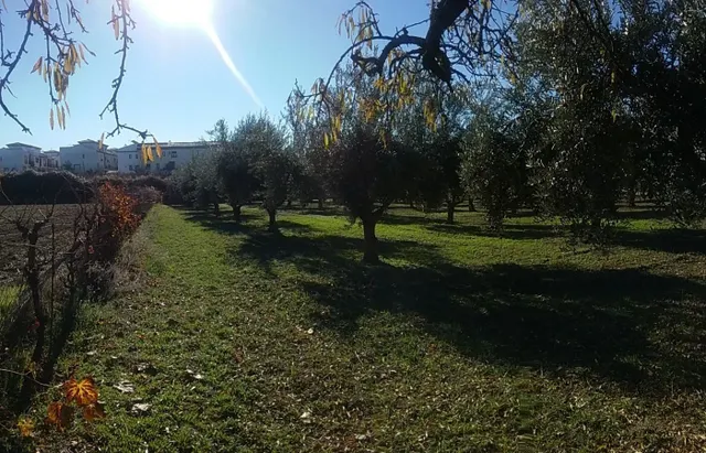 OLIVAR EN LA ZUBIA DE 3.597 M2 — 17