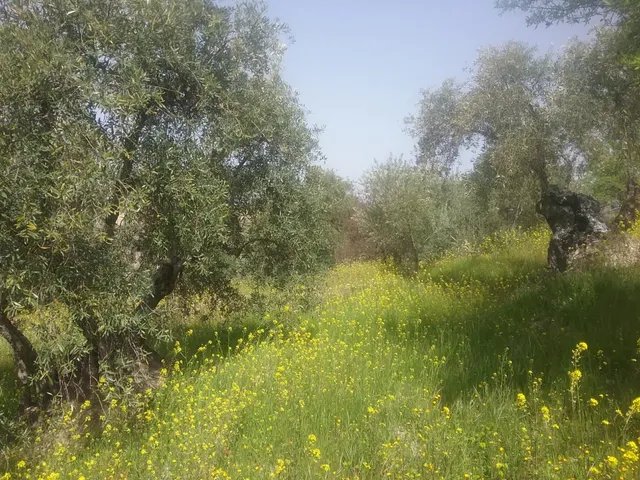 OLIVAR EN EL FARGUE. Paraje Aynadamar — 8
