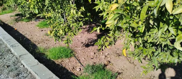 SUELO RUSTICO EN LA VALL D'UIXÓ - foto 4