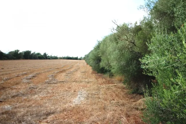 Atractiva parcela entre Felanitx y Porreres - foto 2