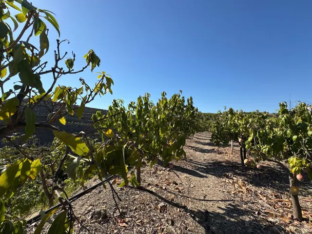 Finca rústica con cultivos y pozos propios en Vélez-Málaga — 27