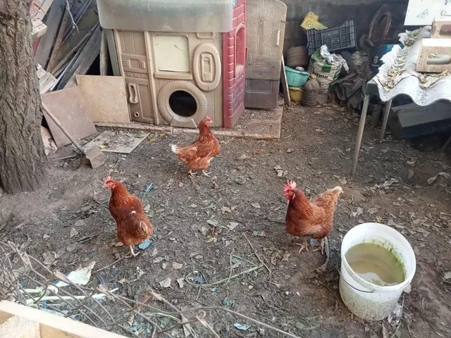 SE VENDE CASA EN VILLALOBAR, 2 PLANTAS, VIVIENDA EN PRIMERA PLANTA, PARCELA 400 M2, GARAJE 40 M2. — 18