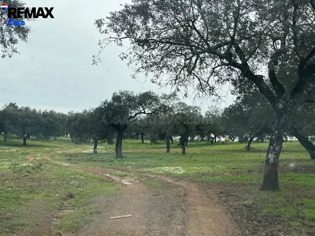 Dehesa Extremeña en Jerez de los Caballeros