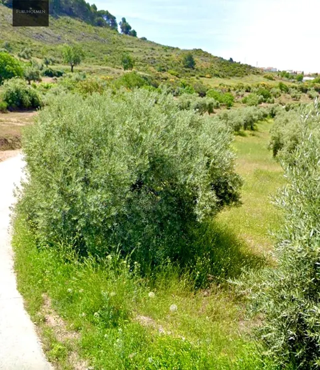 NIVAR - FINCA DE OLIVOS — 25