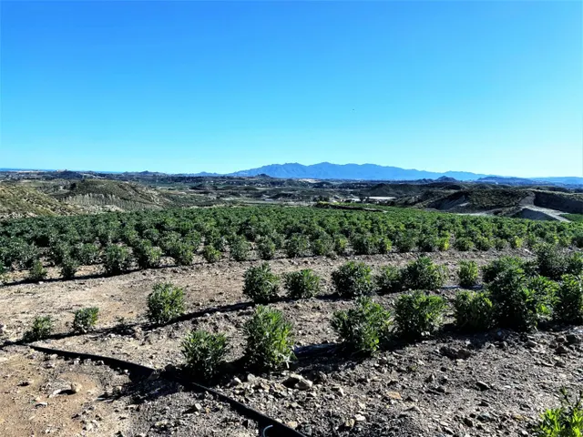 Parcela cultivada en producción — 22