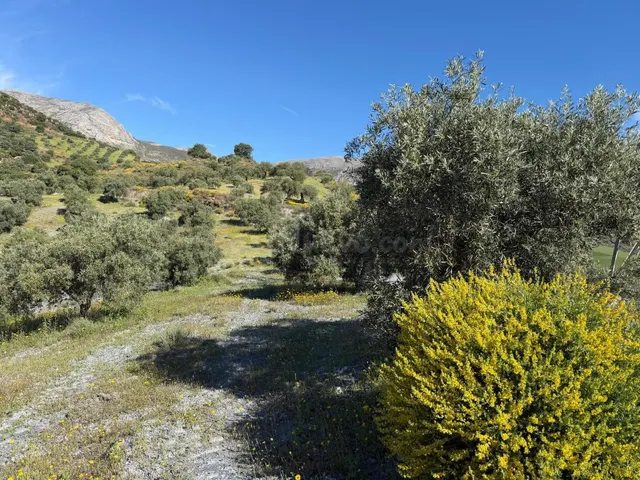 Finca rústica en venta en Álora – 6,22 ha con 1.000 olivos y - foto 2