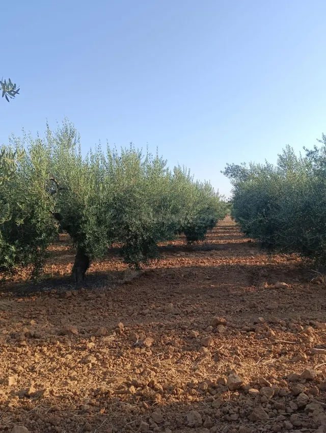 Terreno rural en venta - Centro - foto 2