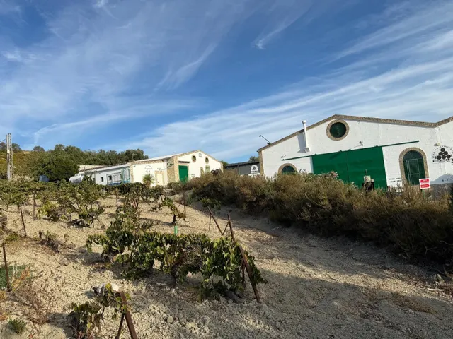 Viñedo de 24,40ha 1300m2 naves y 400m2 restaurante — 6