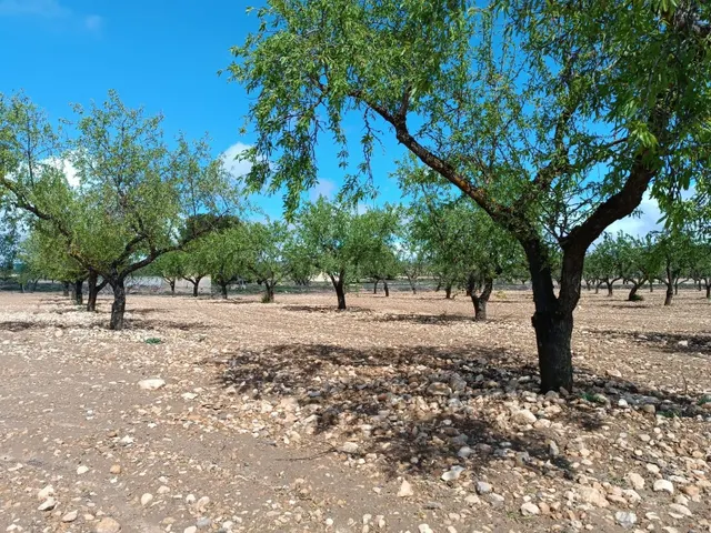 Parcela en venta - Ayuntamiento - foto 2