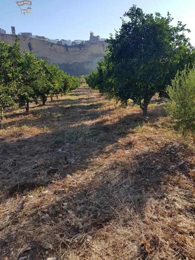 VENTA DE PARCELA CON ARBOLES FRUTALES — 2