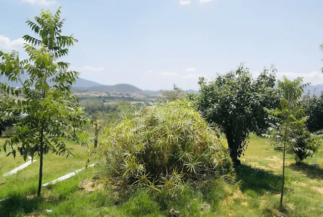 Finca rústica 2 habitaciones 150m² en venta - Puerto Sol-Los Almendros-El Tomillar — 3