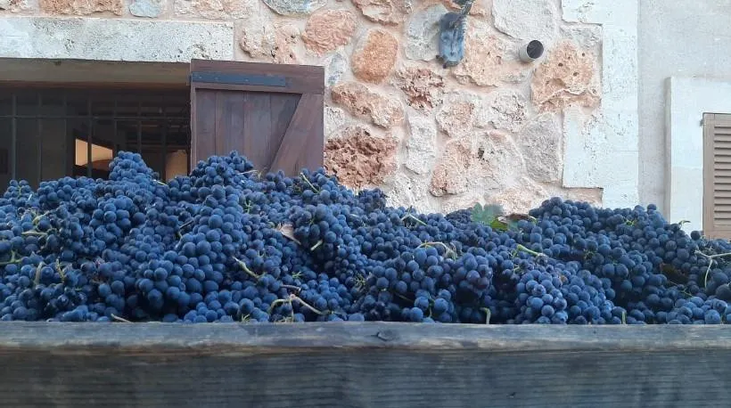 Bodega boutique en venta en Mallorca – Raiguer