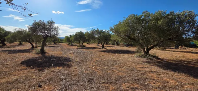 Finca rústica de 14.741 m2 con casa de campo por terminar, en un entorno tranquilo a 5 km del mar — 19