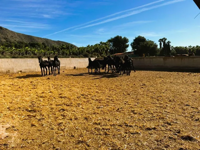 FINCA ECUESTRE DE ESTILO MEDITERRÁNEO. — 38
