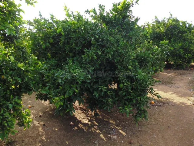Suelo agrícola con plantación de naranjos, variedad navelina - foto 2