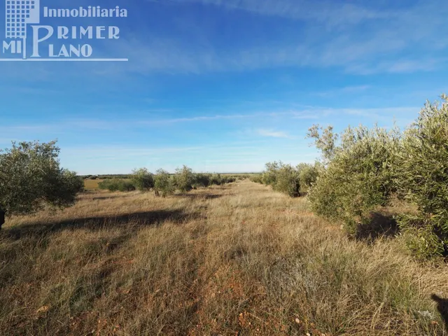 Se vende finca rustica destinada a olivo, la finca cuenta co