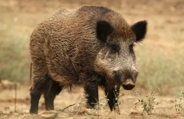 "Finca de Ensueño en Hornachuelos: Caza, Naturaleza y Confort" — 43