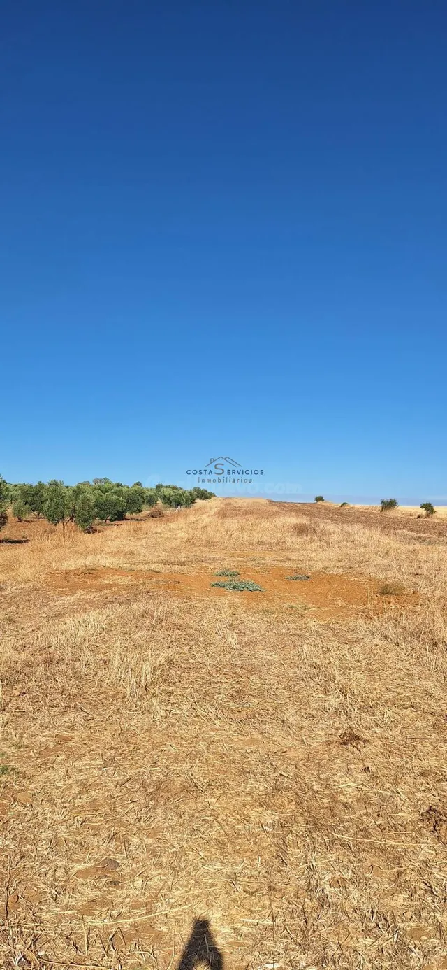 Terreno agrario 1 Hectarea — 4
