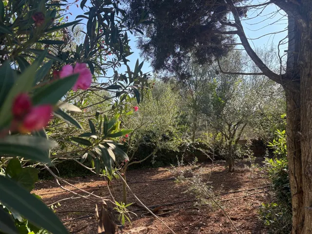 Espectacular finca rústica mallorquina, en Algaida - foto 5
