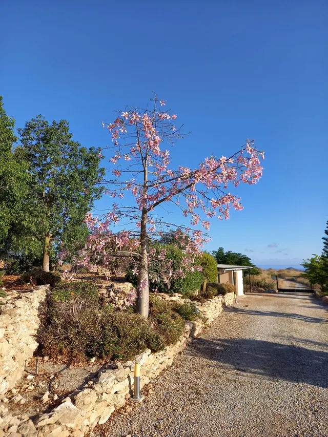 Refugio único con 3 viviendas, olivar y energía solar – Costa Cálida, Murcia — 9
