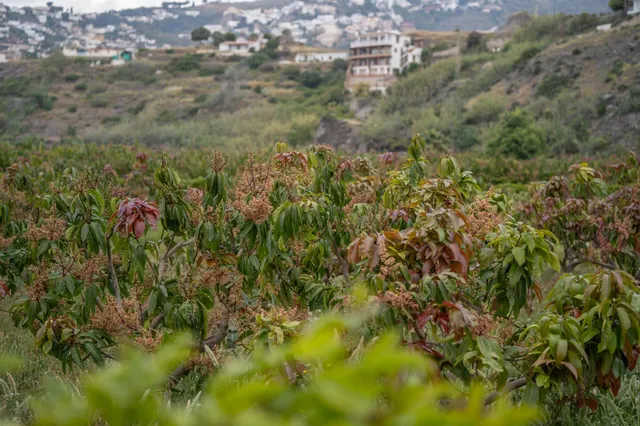 Finca con unas vistas de ensueño en Salobreña — 34