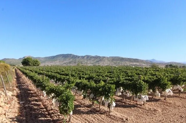ESTUPENDA PARCELA N LA ROMANA (ALICANTE)