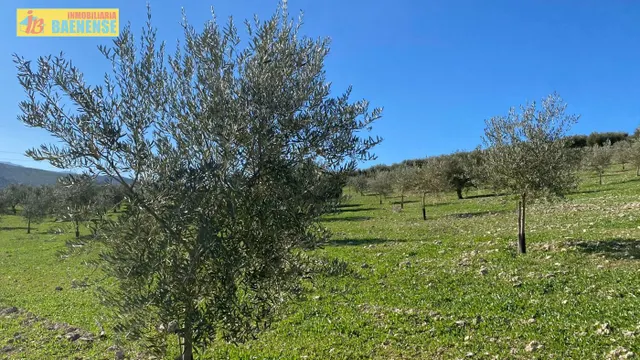 Buen olivar a pie de carretera. — 13