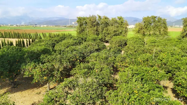 Finca rústica con cédula en Sa Pobla - foto 5